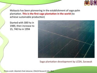 Sago	
  planta.on	
  development	
  by	
  LCDA,	
  Sarawak	
  
Photo	
  credit:	
  Abdullah	
  Chek	
  Sahamat,	
  CRAUN	
  Research	
  Sdn.	
  Bhd.	
  
Malaysia	
  has	
  been	
  pioneering	
  in	
  the	
  establishment	
  of	
  sago	
  palm	
  
planta.on.	
  This	
  is	
  the	
  ﬁrst	
  sago	
  plantaJon	
  in	
  the	
  world	
  (to	
  
achieve	
  sustainable	
  produc.on)	
  	
  	
  	
  	
  	
  	
  	
  	
  	
  	
  	
  	
  	
  	
  	
  	
  	
  	
  	
  	
  	
  	
  
Started	
  with	
  300	
  ha	
  in	
  
1989,	
  then	
  increase	
  to	
  
15,	
  740	
  ha	
  in	
  1994	
  
 
