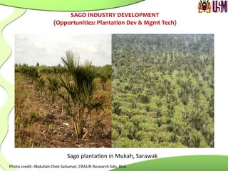 Sago	
  planta.on	
  in	
  Mukah,	
  Sarawak	
  
Photo	
  credit:	
  Abdullah	
  Chek	
  Sahamat,	
  CRAUN	
  Research	
  Sdn.	
  Bhd.	
  
SAGO	
  INDUSTRY	
  DEVELOPMENT	
  
(Opportunities:	
  Plantation	
  Dev	
  &	
  Mgmt	
  Tech)	
  
 