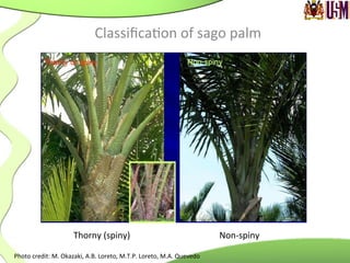 Classiﬁca.on	
  of	
  sago	
  palm	
  
Thorny	
  (spiny)	
  	
  
	
  
	
  
Non-­‐spiny	
  	
  
	
  
	
  Photo	
  credit:	
  M.	
  Okazaki,	
  A.B.	
  Loreto,	
  M.T.P.	
  Loreto,	
  M.A.	
  Quevedo	
  	
  
 