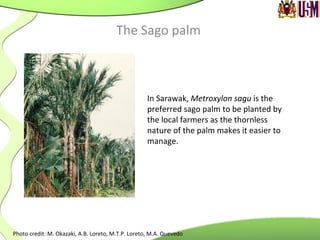 The	
  Sago	
  palm	
  
Photo	
  credit:	
  M.	
  Okazaki,	
  A.B.	
  Loreto,	
  M.T.P.	
  Loreto,	
  M.A.	
  Quevedo	
  	
  
In	
  Sarawak,	
  Metroxylon	
  sagu	
  is	
  the	
  
preferred	
  sago	
  palm	
  to	
  be	
  planted	
  by	
  
the	
  local	
  farmers	
  as	
  the	
  thornless	
  
nature	
  of	
  the	
  palm	
  makes	
  it	
  easier	
  to	
  
manage.	
  
 