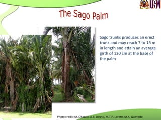 Sago	
  trunks	
  produces	
  an	
  erect	
  
trunk	
  and	
  may	
  reach	
  7	
  to	
  15	
  m	
  
in	
  length	
  and	
  akain	
  an	
  average	
  
girth	
  of	
  120	
  cm	
  at	
  the	
  base	
  of	
  
the	
  palm	
  	
  
	
  
	
  
Photo	
  credit:	
  M.	
  Okazaki,	
  A.B.	
  Loreto,	
  M.T.P.	
  Loreto,	
  M.A.	
  Quevedo	
  	
  
 