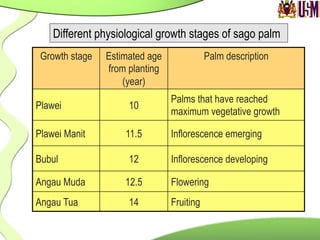 Growth stage Estimated age
from planting
(year)
Palm description
Plawei 10
Palms that have reached
maximum vegetative growth
Plawei Manit 11.5 Inflorescence emerging
Bubul 12 Inflorescence developing
Angau Muda 12.5 Flowering
Angau Tua 14 Fruiting
Different physiological growth stages of sago palm
 