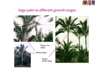 Sago	
  palm	
  at	
  diﬀerent	
  growth	
  stages	
  
Angau Tua
stage
Plawei stage
Angau
Muda stage
 