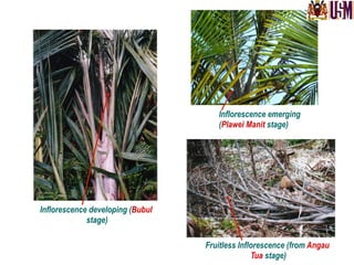 Inflorescence emerging
(Plawei Manit stage)
Fruitless Inflorescence (from Angau
Tua stage)
Inflorescence developing (Bubul
stage)
 