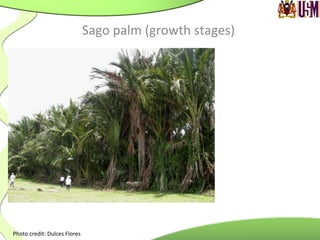 Sago	
  palm	
  (growth	
  stages)	
  
Photo	
  credit:	
  Dulces	
  Flores	
  
 