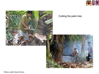 Photo	
  credit:	
  Dulce	
  Flores	
  
Cutting the palm tree
 
