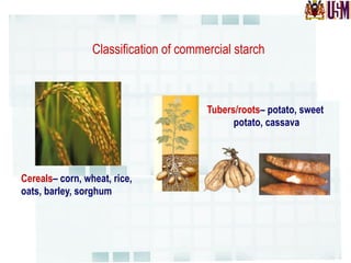 Classification of commercial starch
Tubers/roots– potato, sweet
potato, cassava
Cereals– corn, wheat, rice,
oats, barley, sorghum
 