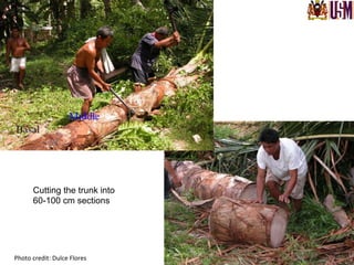 Photo	
  credit:	
  Dulce	
  Flores	
  
Cutting the trunk into
60-100 cm sections
 
