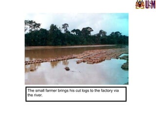The small farmer brings his cut logs to the factory via
the river.
 