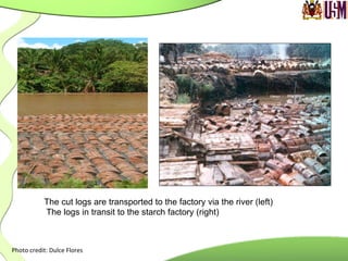 The cut logs are transported to the factory via the river (left)
The logs in transit to the starch factory (right)
Photo	
  credit:	
  Dulce	
  Flores	
  
	
  
 