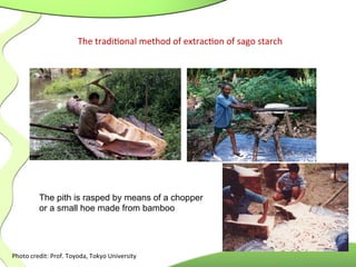 Photo	
  credit:	
  Prof.	
  Toyoda,	
  Tokyo	
  University	
  
	
  
The	
  tradi.onal	
  method	
  of	
  extrac.on	
  of	
  sago	
  starch	
  
The pith is rasped by means of a chopper
or a small hoe made from bamboo
 