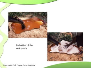 Photo	
  credit:	
  Prof.	
  Toyoda,	
  Tokyo	
  University	
  
	
  
Collec.on	
  of	
  the	
  
wet	
  starch	
  
 