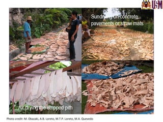 Drying	
  stripped	
  pith	
  
Photo	
  credit:	
  M.	
  Okazaki,	
  A.B.	
  Loreto,	
  M.T.P.	
  Loreto,	
  M.A.	
  Quevedo	
  	
  
 