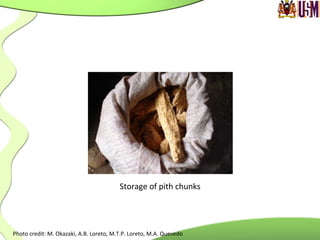 Storage	
  of	
  pith	
  chunks	
  
Photo	
  credit:	
  M.	
  Okazaki,	
  A.B.	
  Loreto,	
  M.T.P.	
  Loreto,	
  M.A.	
  Quevedo	
  	
  
 