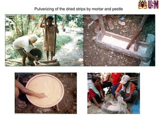 Pulverizing of the dried strips by mortar and pestle
 