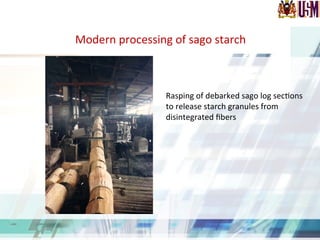 Rasping	
  of	
  debarked	
  sago	
  log	
  sec.ons	
  
to	
  release	
  starch	
  granules	
  from	
  
disintegrated	
  ﬁbers	
  
Modern	
  processing	
  of	
  sago	
  starch	
  
 