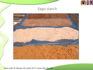 Sago	
  starch	
  
Sago	
  palm	
  thrives	
  in	
  wetland,	
  swampy	
  area,	
  and	
  other	
  areas	
  
where	
  water	
  is	
  abundant.	
  
	
  
	
  
Photo	
  credit:	
  M.	
  Okazaki,	
  A.B.	
  Loreto,	
  M.T.P.	
  Loreto,	
  M.A.	
  Quevedo	
  	
  
 