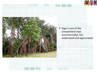 }  Sago	
  is	
  one	
  of	
  the	
  
unexploited	
  crops	
  	
  
(commercially),	
  less	
  
understood	
  and	
  appreciated	
  
 