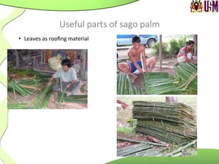 •  Leaves	
  as	
  rooﬁng	
  material	
  
	
  
	
  
Useful	
  parts	
  of	
  sago	
  palm	
  
 