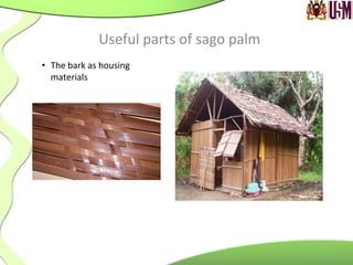 •  The	
  bark	
  as	
  housing	
  
materials	
  
	
  
	
  
Useful	
  parts	
  of	
  sago	
  palm	
  
 