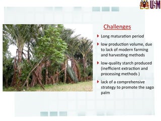 }  Long	
  matura.on	
  period	
  
}  low	
  produc.on	
  volume,	
  due	
  
to	
  lack	
  of	
  modern	
  farming	
  
and	
  harves.ng	
  methods	
  	
  
}  low-­‐quality	
  starch	
  produced	
  
(ineﬃcient	
  extrac.on	
  and	
  
processing	
  methods	
  )	
  
}  lack	
  of	
  a	
  comprehensive	
  
strategy	
  to	
  promote	
  the	
  sago	
  
palm	
  
Challenges	
  
 