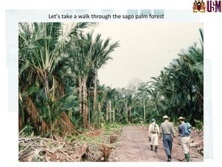 Let’s	
  take	
  a	
  walk	
  through	
  the	
  sago	
  palm	
  forest	
  
	
  
 
