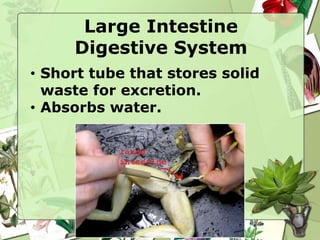 Large Intestine
Digestive System
• Short tube that stores solid
waste for excretion.
• Absorbs water.
 