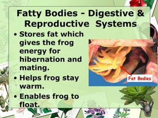 Fatty Bodies - Digestive &
Reproductive Systems
• Stores fat which
gives the frog
energy for
hibernation and
mating.
• Helps frog stay
warm.
• Enables frog to
float.
 