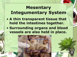 Mesentary
Integumentary System
• A thin transparent tissue that
hold the intestines together.
• Surrounding organs and blood
vessels are also held in place.
 