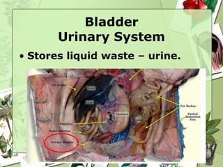 Bladder
Urinary System
• Stores liquid waste – urine.
 