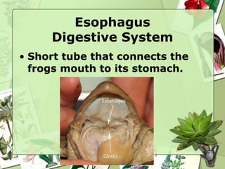 Esophagus
Digestive System
• Short tube that connects the
frogs mouth to its stomach.
 