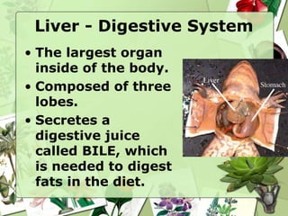 Liver - Digestive System
• The largest organ
inside of the body.
• Composed of three
lobes.
• Secretes a
digestive juice
called BILE, which
is needed to digest
fats in the diet.
 