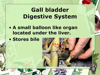 Getting to know your frog anatomy | PPTX | Biological Sciences | Science