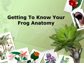 Getting To Know Your
Frog Anatomy
 