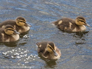 Image credit: www.flickr.com/photos/dougbrown47
 