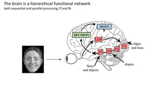 MOTO
R
DECISION
The brain is a hierarchical functional network
both sequential and parallel processing, ff and fb
 