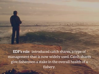EDF's role: introduced catch shares, a type of
management that is now widely used. Catch shares
give fishermen a stake in ...