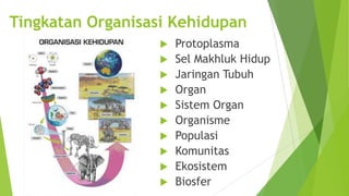 Tingkatan Organisasi Kehidupan













Protoplasma
Sel Makhluk Hidup
Jaringan Tubuh
Organ
Sistem Organ
Organisme
Populasi
Komunitas
Ekosistem
Biosfer

 