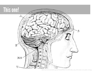 This one!

http://commons.wikimedia.org/wiki/File%3APSM_V14_D495_Side_view_of_the_brain_and_spinal_cord.jpg

 