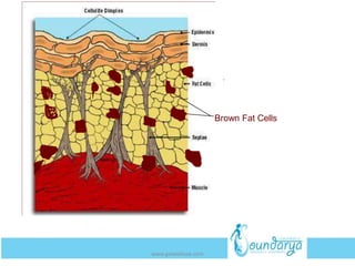 Brown Fat Cells
www.getwelluae.com
 