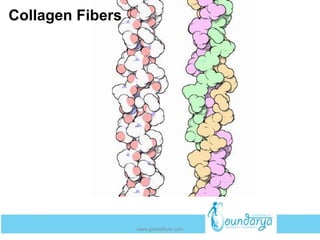 Collagen Fibers
www.getwelluae.com
 