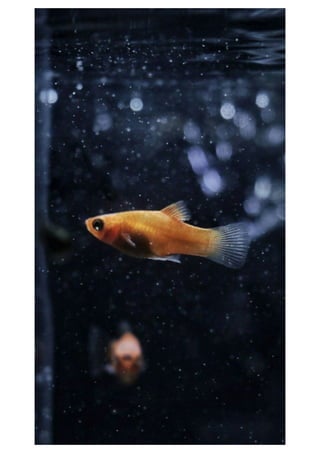 Mobile phone wallpaper - Wallpapers for mobile background