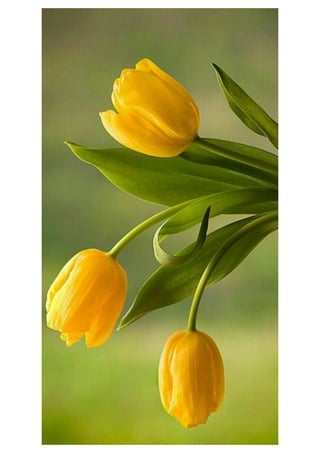 Mobile phone wallpaper - Wallpapers for mobile background