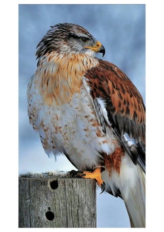 Mobile phone wallpaper - Wallpapers for mobile background