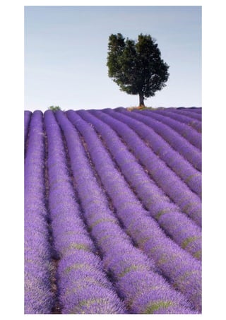 Mobile phone wallpaper - Wallpapers for mobile background