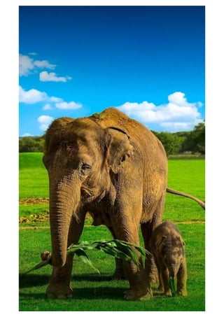 Mobile phone wallpaper - Wallpapers for mobile background