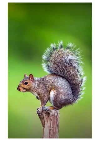 Mobile phone wallpaper - Wallpapers for mobile background