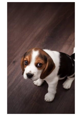 Mobile phone wallpaper - Wallpapers for mobile background