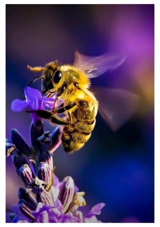 Mobile phone wallpaper - Wallpapers for mobile background