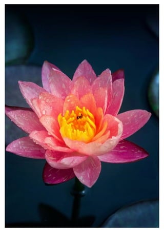 Mobile phone wallpaper - Wallpapers for mobile background